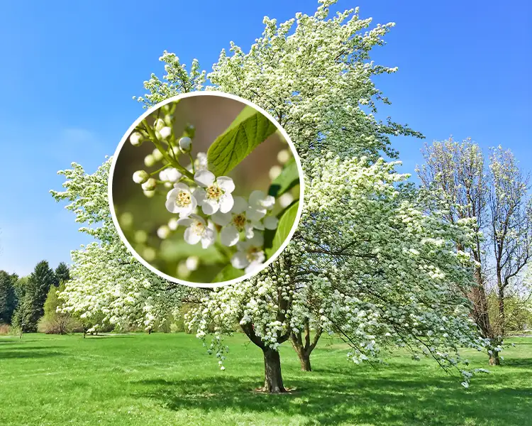 Paul Tree Farms Pleasant Plains IL - Canada Red chokecherry tree in full bloom covered in clusters of small white flowers against a bright blue sky, with a circular inset showing a close-up of the white blossoms and buds with green leaves