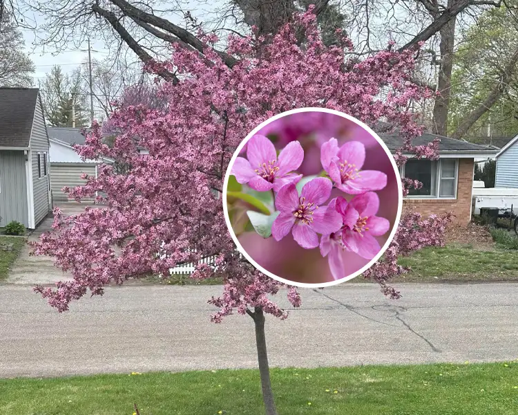 Paul Tree Farms Pleasant Plains IL - Prairiefire crabapple tree in full bloom with deep pink-magenta flowers covering the branches in a residential setting, with a circular inset showing a close-up of the vivid pink blossoms