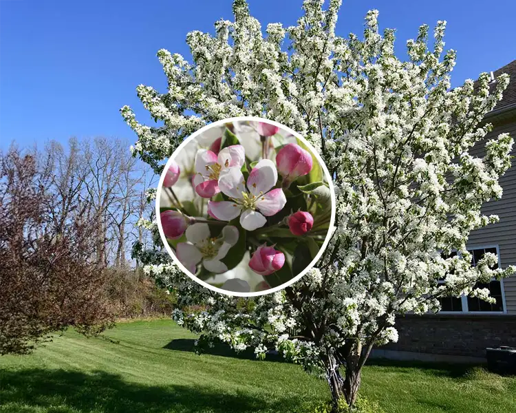 Paul Tree Farms Pleasant Plains IL - Red Jewel crabapple tree in full bloom with a dense canopy of white flowers against a clear blue sky beside a home, with a circular inset showing a close-up of white petals and pink buds