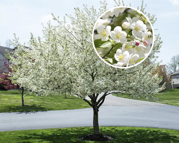 Paul Tree Farms Pleasant Plains IL - Snowdrift crabapple tree in full bloom with a rounded canopy of pure white flowers at the end of a driveway, with a circular inset showing a close-up of the white blossoms and pink buds