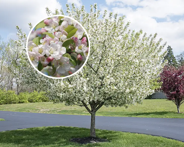 Paul Tree Farms Pleasant Plains IL - Sugar Tyme crabapple tree in full bloom with white flowers and a broadly spreading canopy along a driveway, with a circular inset showing a close-up of white flowers and pink buds among green leaves