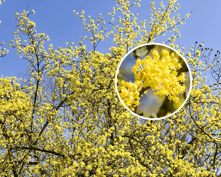 Paul Tree Farms Pleasant Plains IL - Golden Glory cornelian cherry dogwood tree in full bloom with masses of tiny bright yellow flowers covering the bare branches against a blue sky, with a circular inset showing a close-up of the small yellow flower clusters