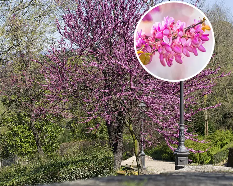 Paul Tree Farms Pleasant Plains IL - Eastern Redbud tree in full bloom with vivid pink-purple flowers blanketing the branches in a garden setting beside a decorative lamppost, with a circular inset showing a close-up of the small magenta pea-like blossoms