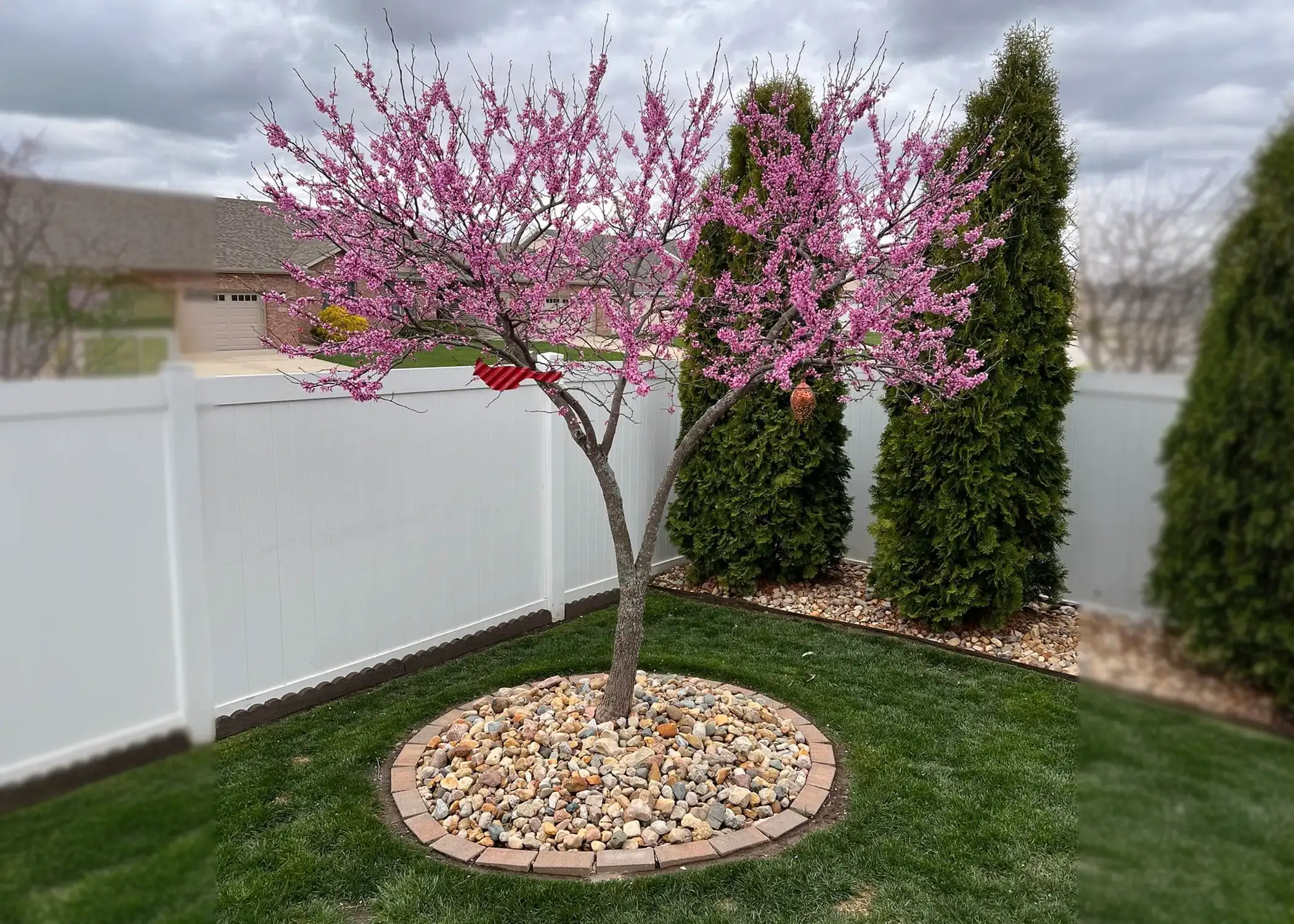 Paul Tree Farms Pleasant Plains IL - A young Eastern Redbud tree with pink-purple spring blossoms planted in a circular river rock bed edged with brick pavers in a residential backyard, with arborvitae and a white vinyl fence in the background