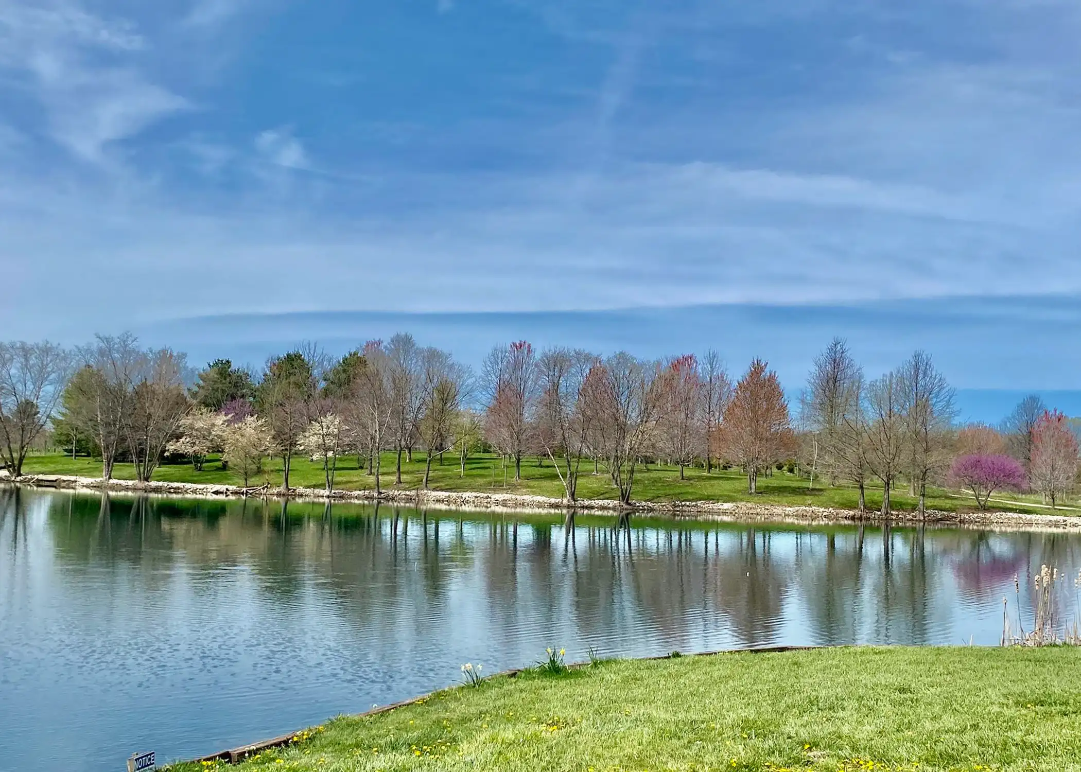 Paul Tree Farms Pleasant Plains IL - A scenic spring landscape at the Paul Tree Farms nursery showing a pond reflecting a row of flowering trees including white-blooming and pink-purple redbud trees along the grassy shoreline under a blue sky