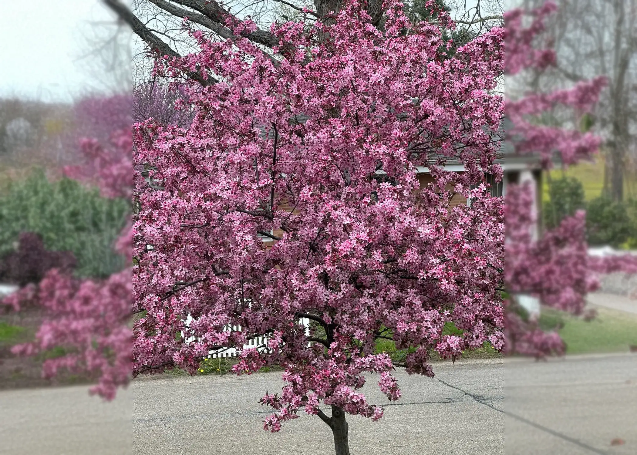 Paul Tree Farms Pleasant Plains IL - A flowering crabapple tree densely covered in deep pink-magenta blossoms viewed from the street in a residential neighborhood