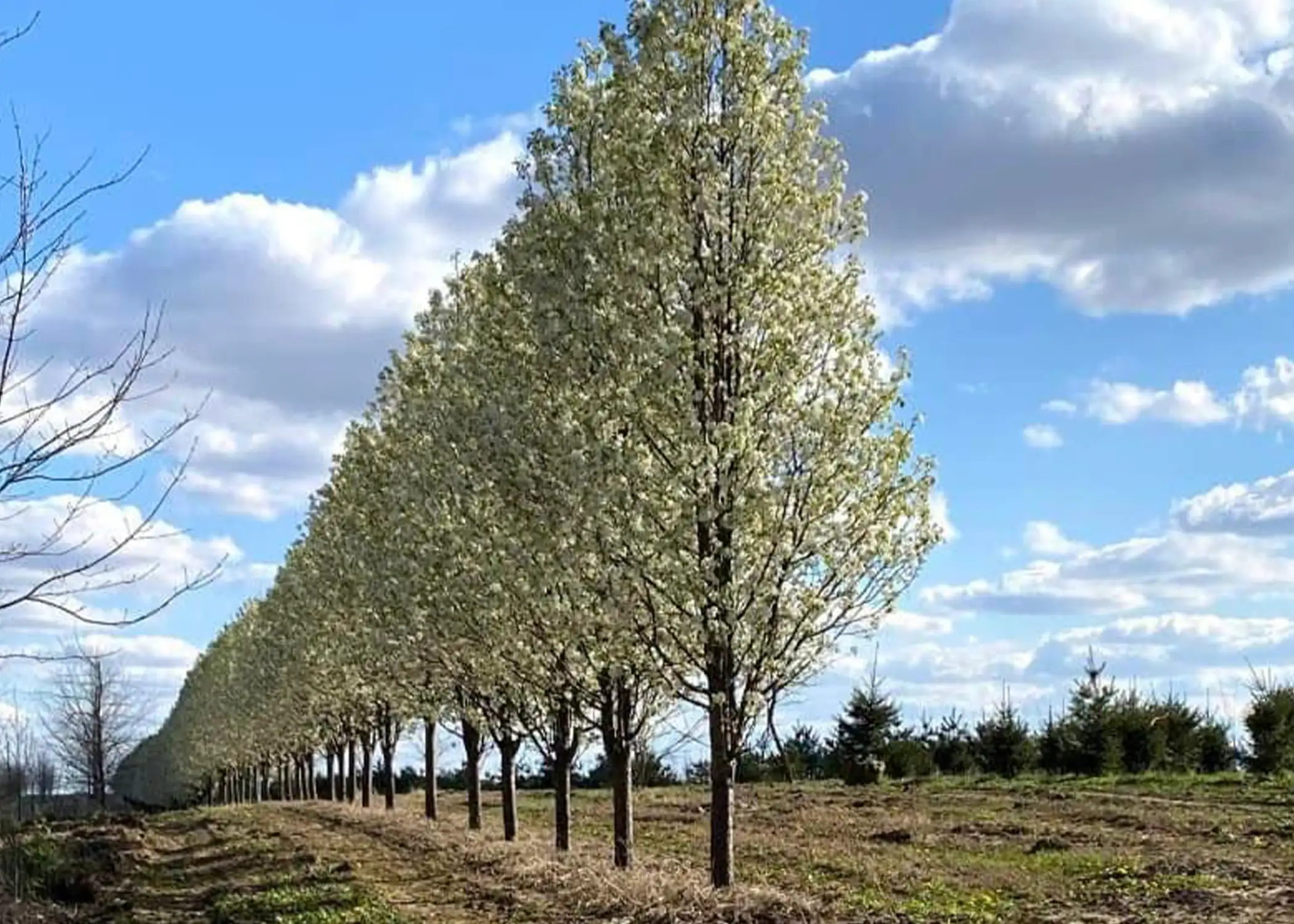 Paul Tree Farms Pleasant Plains IL - A long straight row of tall flowering pear trees in full white bloom growing in the Paul Tree Farms nursery field under a partly cloudy blue sky, with young evergreens visible in the background