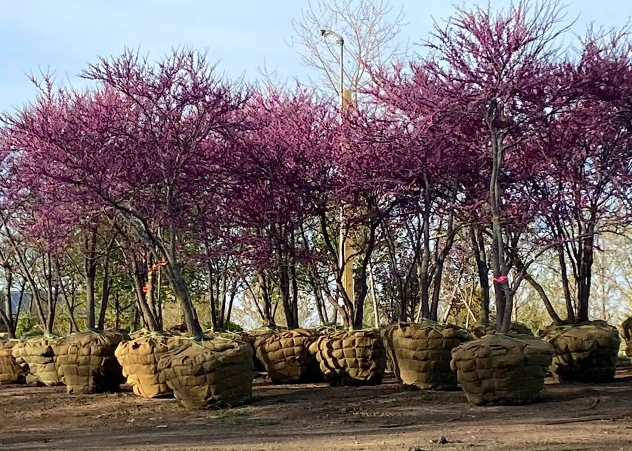 Paul Tree Farms Pleasant Plains IL - A group of blooming Eastern Redbud trees with vibrant purple-pink flowers displayed with burlap-wrapped root balls ready for sale at the Paul Tree Farms nursery