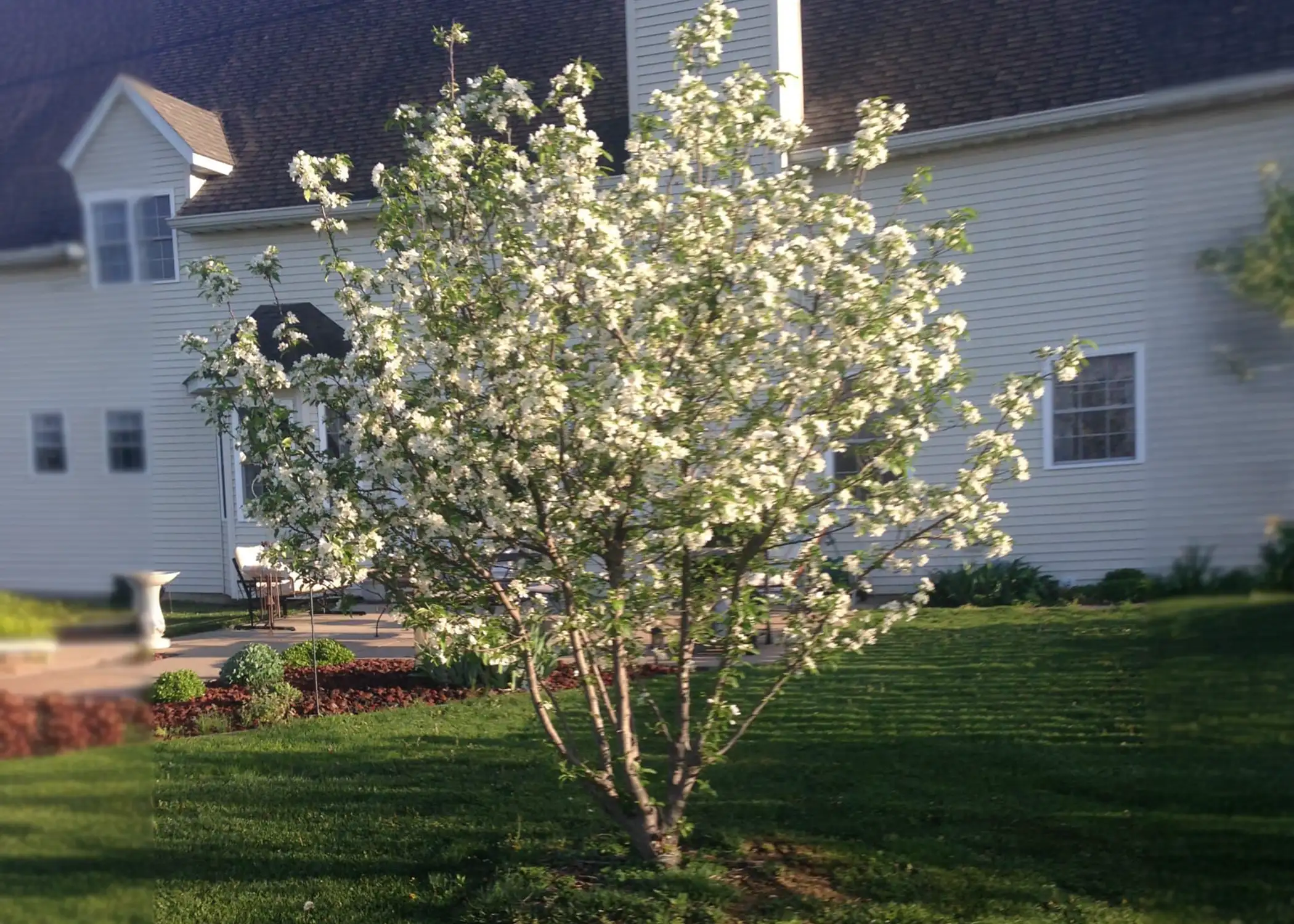 Paul Tree Farms Pleasant Plains IL - A white-flowering crabapple tree in full spring bloom glowing in warm evening light beside a large white home with a patio, birdbath, and manicured garden beds