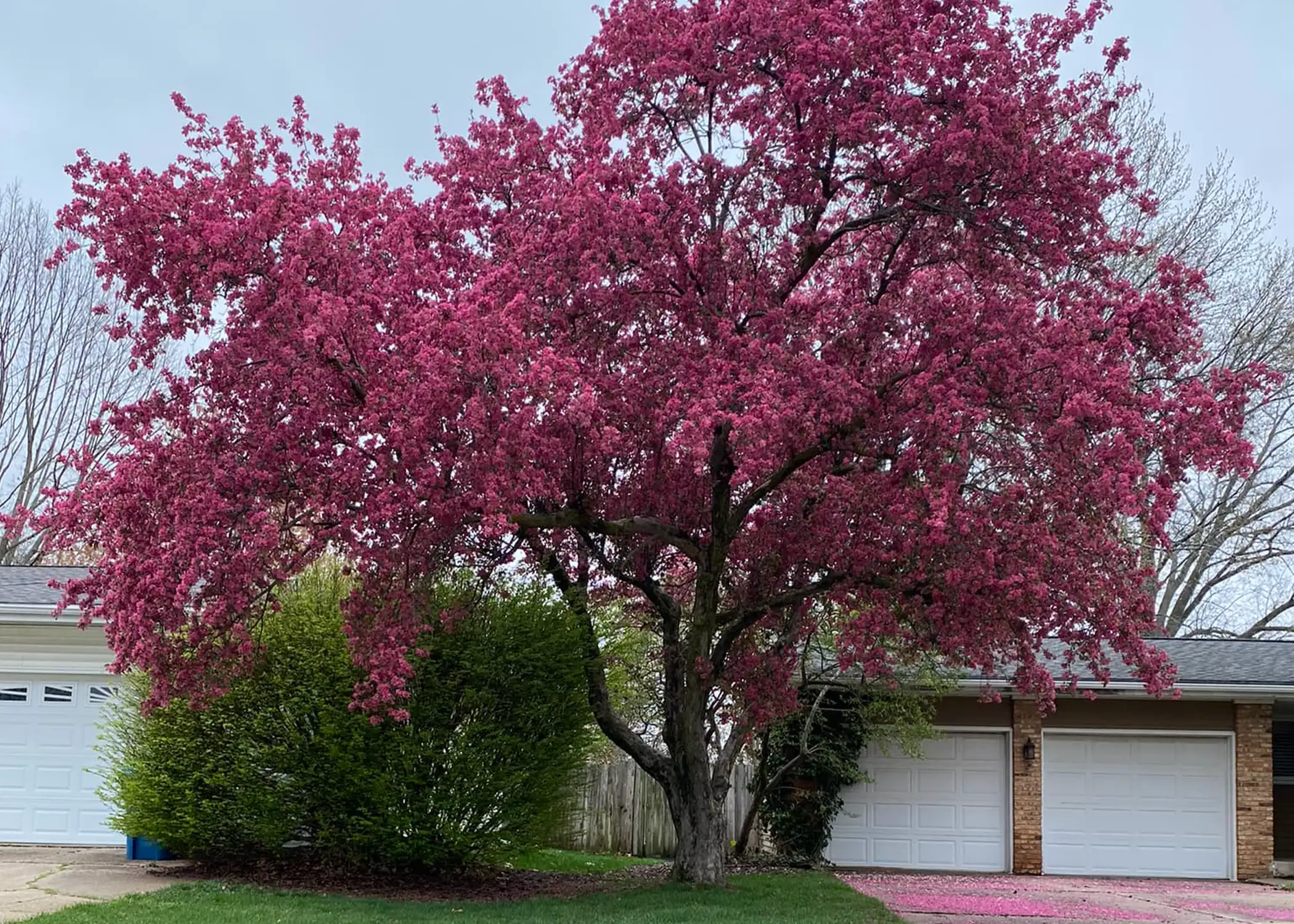 Paul Tree Farms Pleasant Plains IL - A large mature crabapple tree with an expansive canopy covered in deep rose-pink blossoms in front of a residential home with a two-car garage, with fallen pink petals visible on the driveway