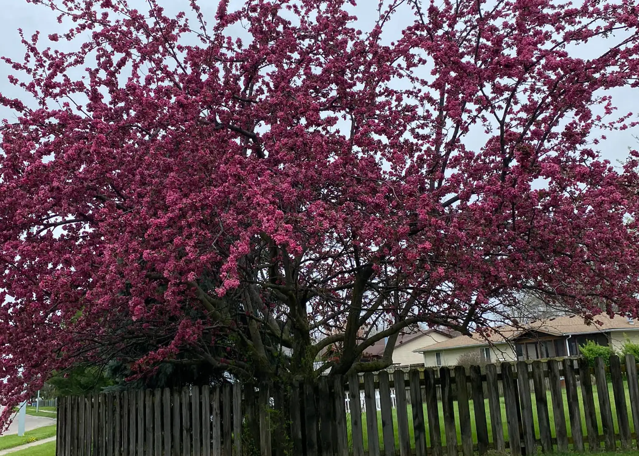 Paul Tree Farms Pleasant Plains IL - A large mature crabapple tree with a wide-spreading canopy of deep pink-magenta blossoms towering over a weathered wooden privacy fence in a residential neighborhood