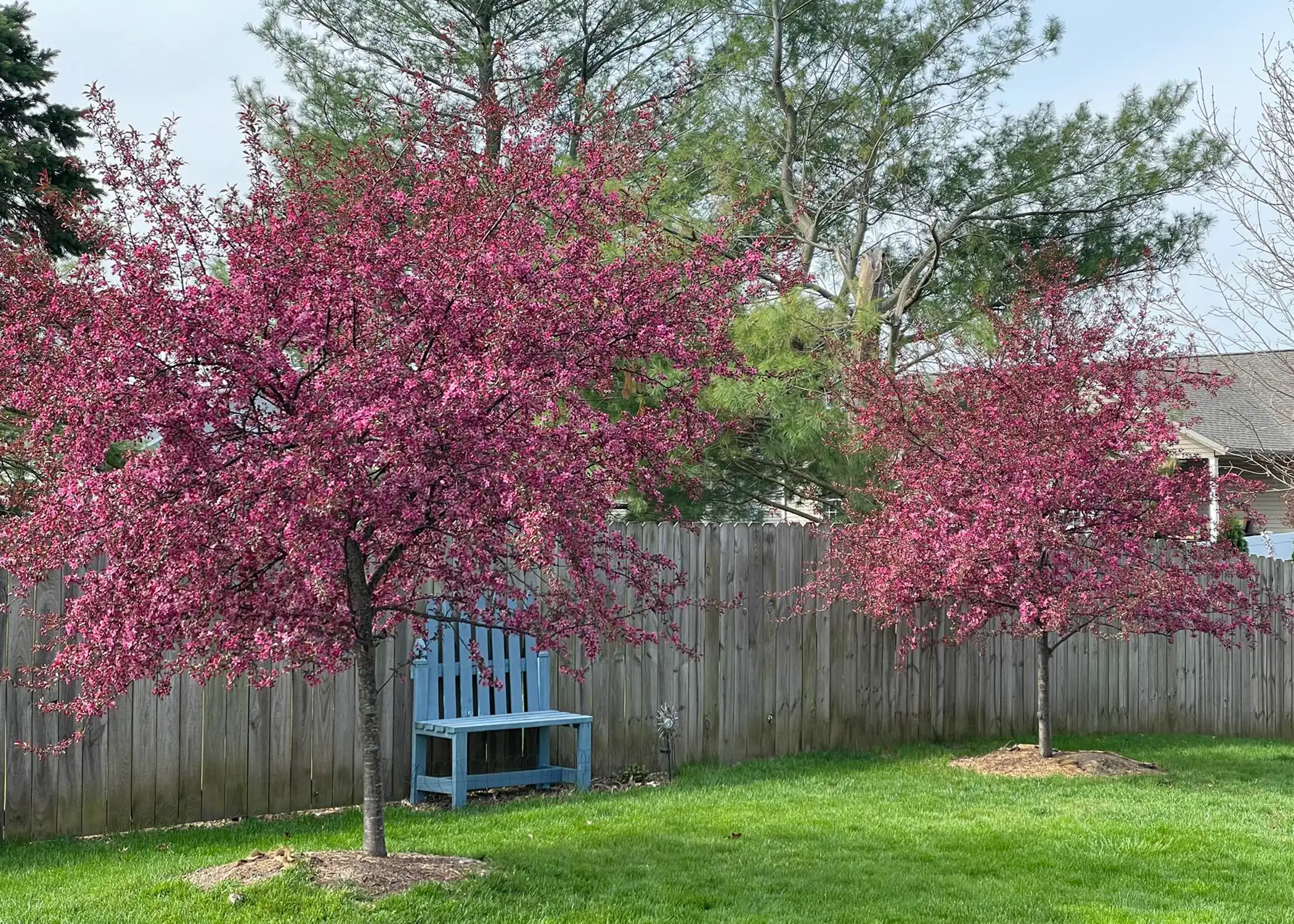 Paul Tree Farms Pleasant Plains IL - Two young pink-flowering crabapple trees planted in a residential backyard along a wooden privacy fence with a blue bench between them and a large pine tree in the background