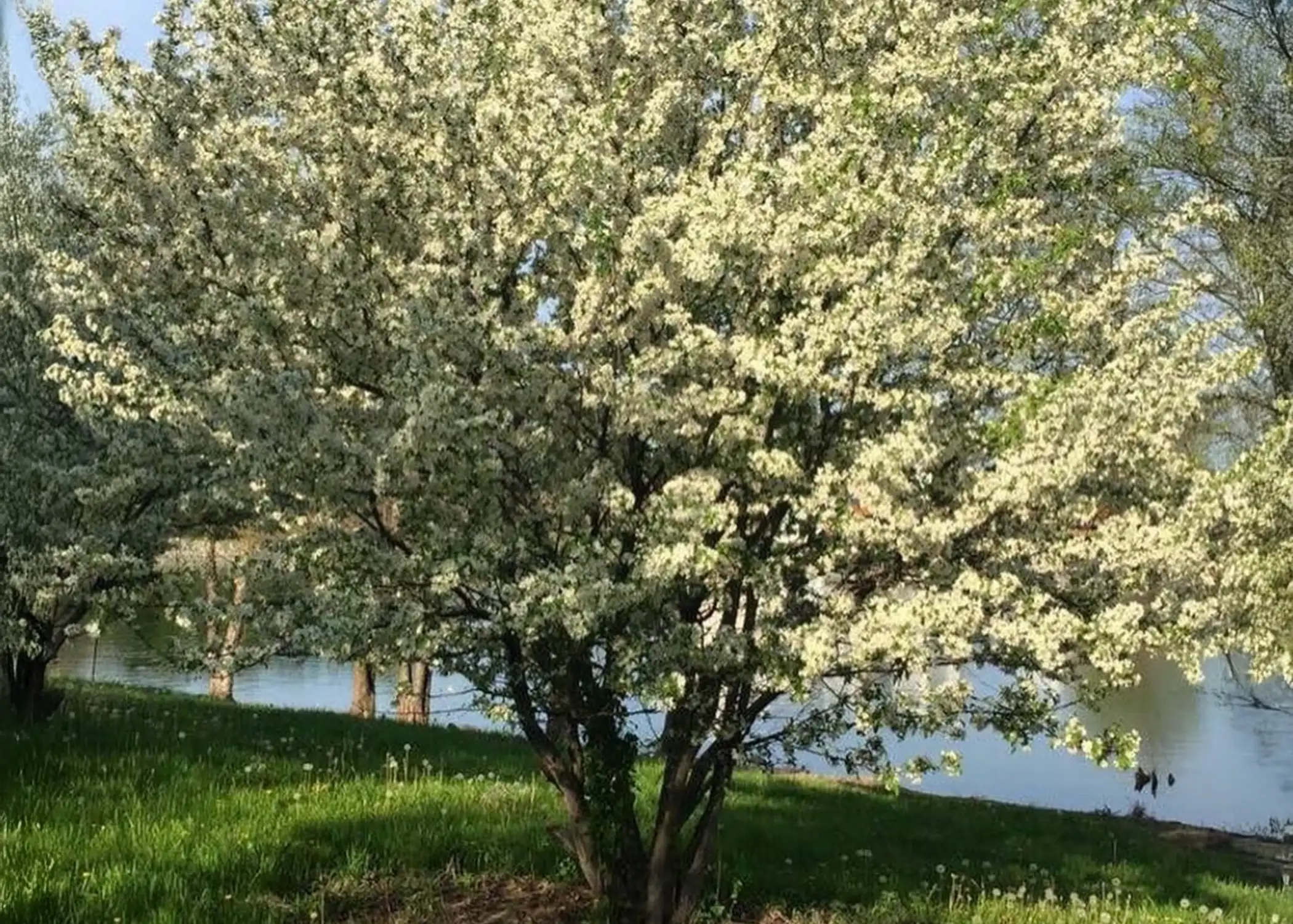 Paul Tree Farms Pleasant Plains IL - A flowering white crabapple tree in full spring bloom on a grassy hillside beside a calm pond, with additional white-blooming trees visible in the warm early morning light