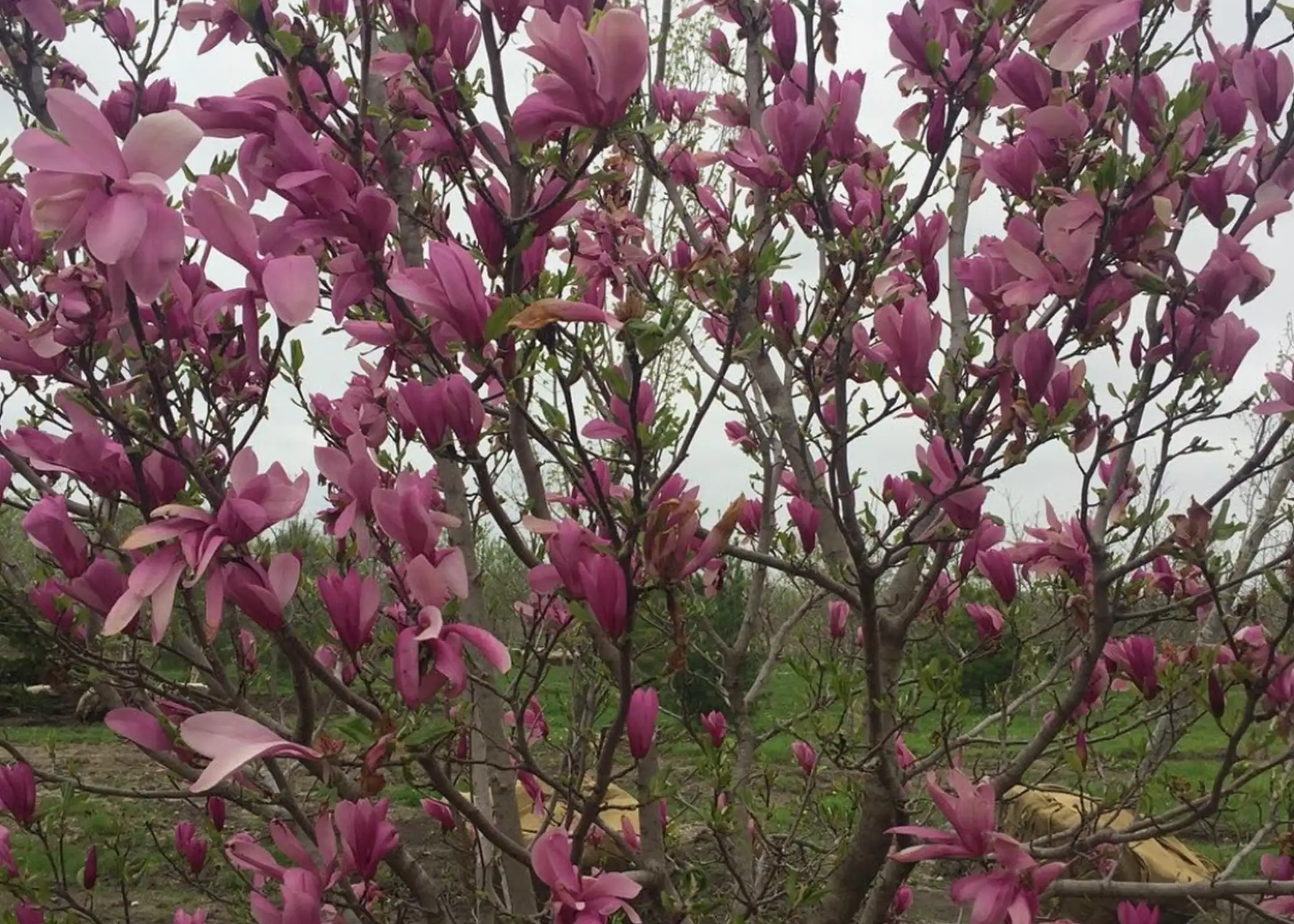 Paul Tree Farms Pleasant Plains IL - A close-up view of a saucer magnolia tree covered in large, showy pink-purple tulip-shaped blooms with burlap-wrapped root balls visible among the trees at the Paul Tree Farms nursery