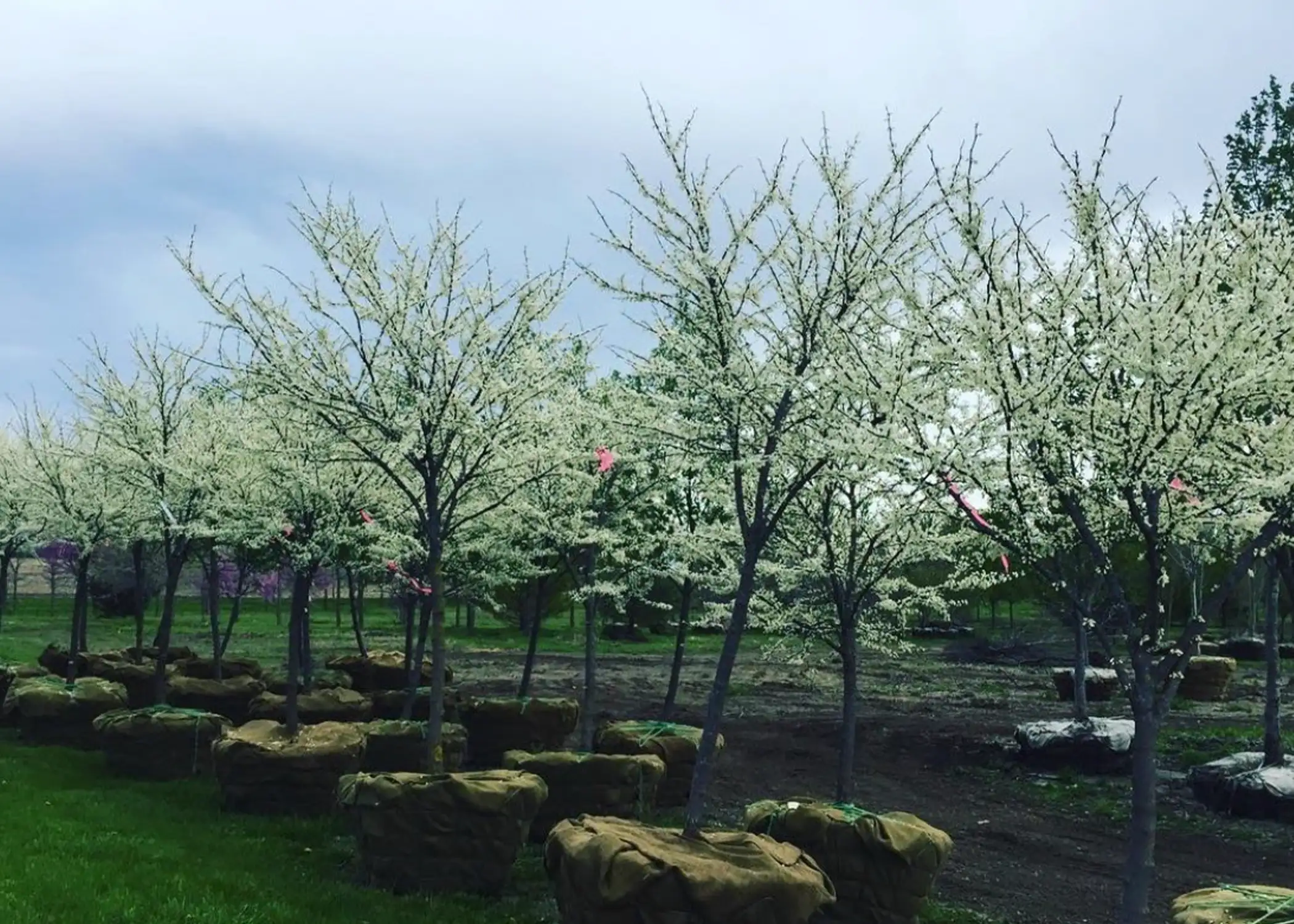 Paul Tree Farms Pleasant Plains IL - A grouping of white-flowering trees with burlap-wrapped root balls ready for sale at the Paul Tree Farms nursery, with a redbud tree and additional flowering trees visible across the field in the background
