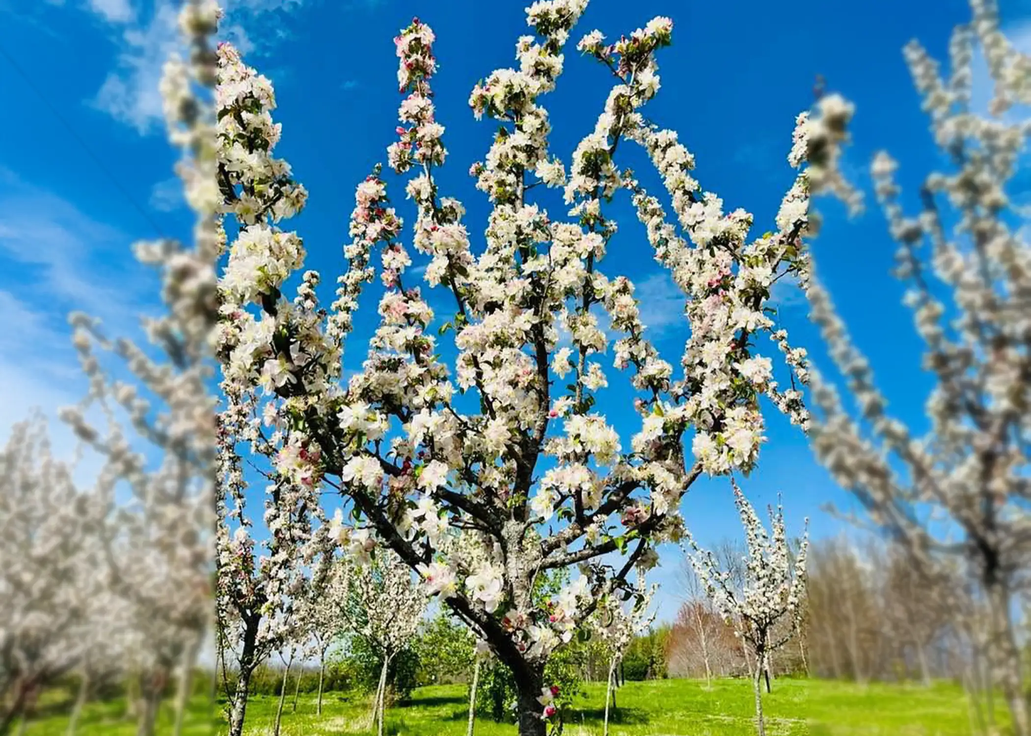 Paul Tree Farms Pleasant Plains IL - A close-up view of a mature crabapple tree in peak bloom with upright branches densely covered in white and pink blossoms against a vivid blue sky, surrounded by additional blooming trees in the nursery