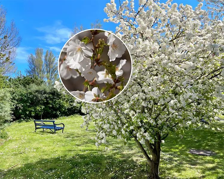 Paul Tree Farms Pleasant Plains IL - Snow Goose cherry tree in full bloom with a sweeping canopy of pure white flowers in a park setting with a blue bench on green grass, with a circular inset showing a close-up of the delicate white blossoms on reddish-brown branches