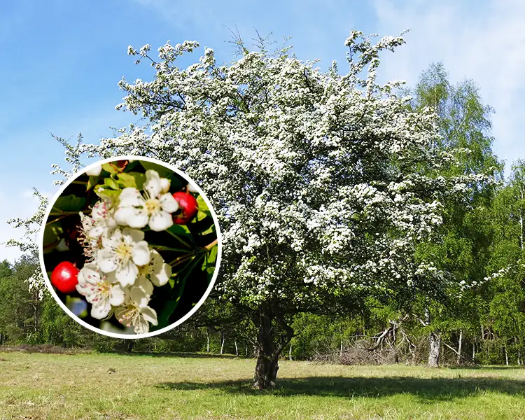 Paul Tree Farms Pleasant Plains IL - Thornless Cockspur Hawthorn tree in full bloom with a wide-spreading canopy of white flowers against a blue sky in an open meadow, with a circular inset showing a close-up of the white blossoms alongside bright red berries
