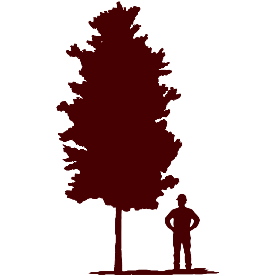 Paul Tree Farms LLC - LARGE Trees - Pleasant Plains, IL
