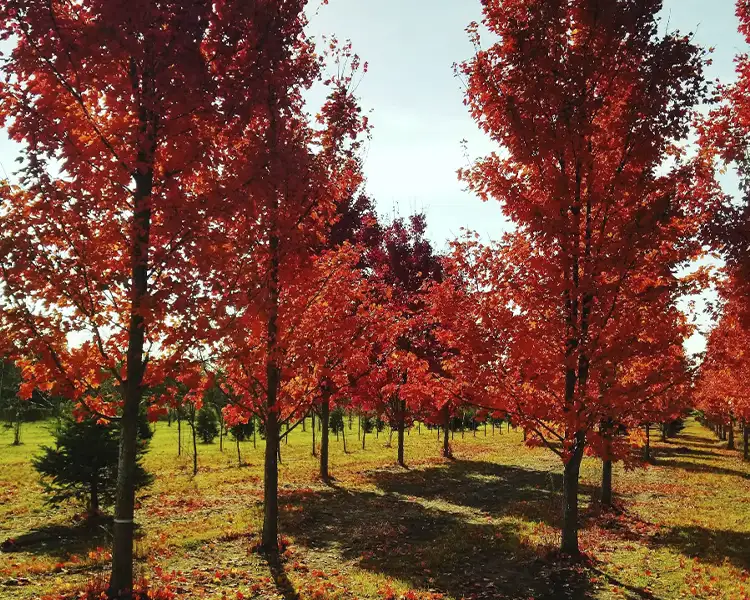 Paul Tree Farms Pleasant Plains IL - Rows of Autumn Blaze red maple trees displaying brilliant scarlet fall foliage at the Paul Tree Farms nursery, with fallen leaves covering the ground and young evergreens visible in the background