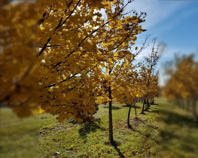 Paul Tree Farms Pleasant Plains IL - A row of Emerald Lustre Norway maple trees with bright golden-yellow fall foliage growing in the Paul Tree Farms nursery field under a partly cloudy blue sky, with some trees in late-season leaf