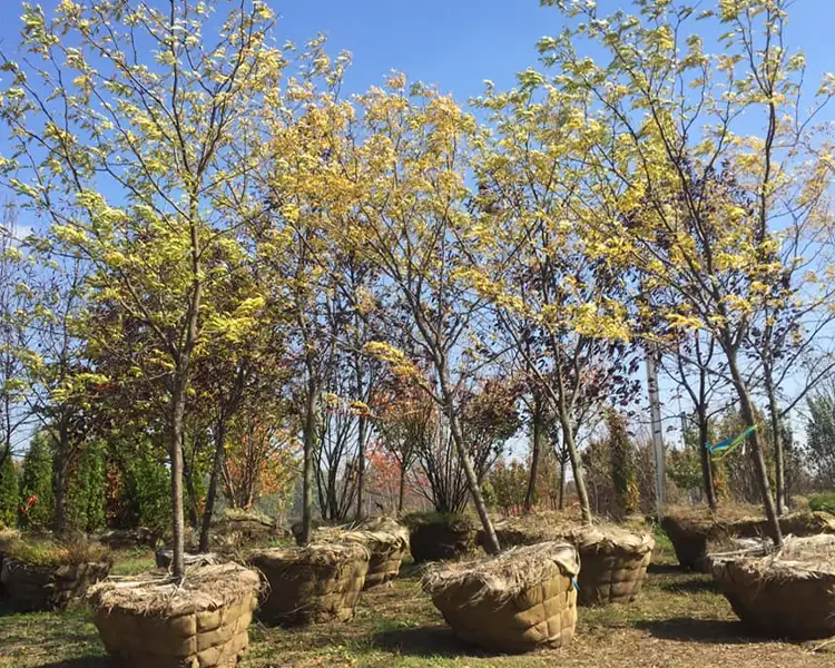 Paul Tree Farms Pleasant Plains IL - A group of thornless honeylocust trees with golden-yellow fall foliage displayed with large burlap-wrapped root balls ready for sale at the Paul Tree Farms nursery under a blue sky