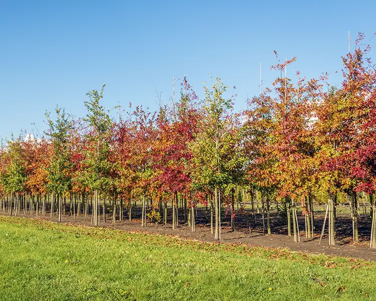 Paul Tree Farms Pleasant Plains IL - A long row of young oak trees with mixed red, orange, and green fall foliage growing in the Paul Tree Farms nursery field under a clear blue sky, with additional rows of trees visible in the background