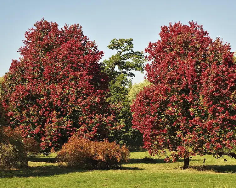 Paul Tree Farms Pleasant Plains IL - Two large, mature October Glory maple trees with full rounded canopies covered in deep crimson-red fall foliage standing in a park lawn, with a large green oak tree visible between them