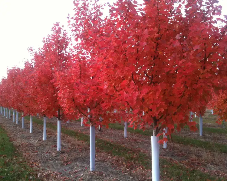 Paul Tree Farms Pleasant Plains IL - A row of Red Sunset maple trees with brilliant red fall foliage and white trunk guards growing in the Paul Tree Farms nursery field, with fallen leaves on the ground