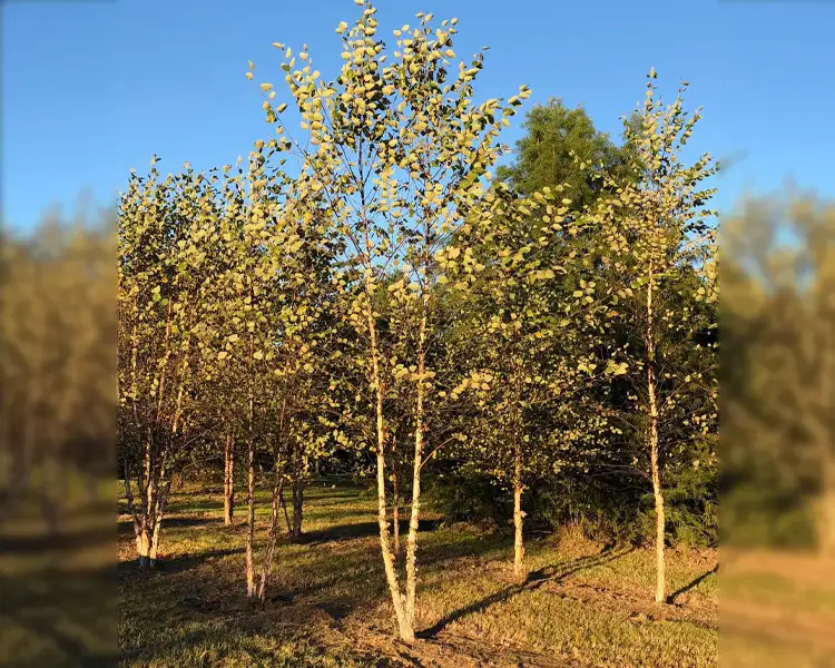 Paul Tree Farms Pleasant Plains IL - A group of multi-stem river birch trees with fresh green foliage and warm tan-brown exfoliating bark glowing in golden evening light at the Paul Tree Farms nursery, with a dense evergreen backdrop