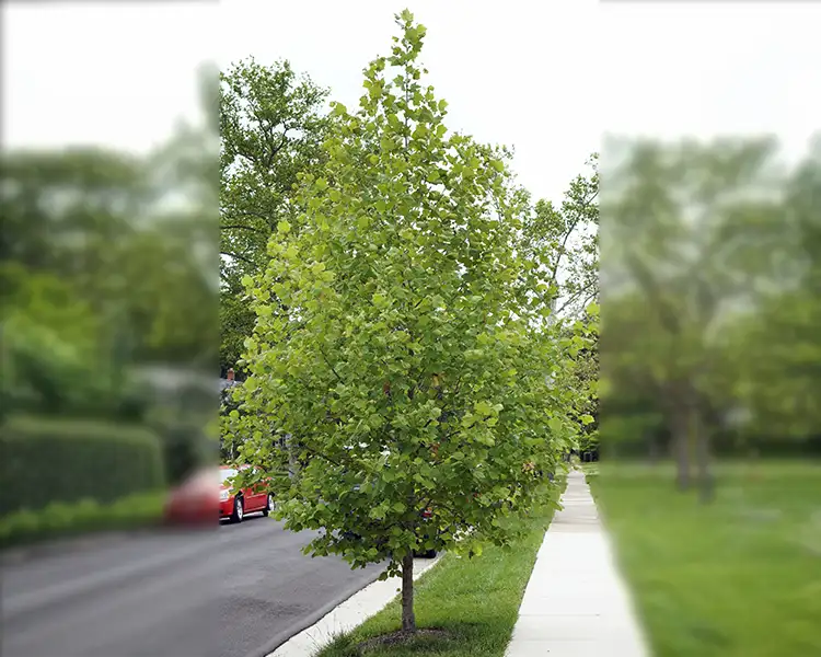 Paul Tree Farms Pleasant Plains IL - A young sycamore tree with large green leaves and an upright pyramidal form planted in a residential lawn strip between a sidewalk and street, with mature shade trees in the soft-focus background