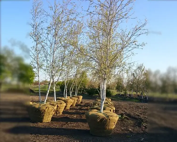 Paul Tree Farms Pleasant Plains IL - A group of Whitespire birch trees with striking white bark and fresh spring foliage displayed with large burlap-wrapped root balls at the Paul Tree Farms nursery under a blue sky