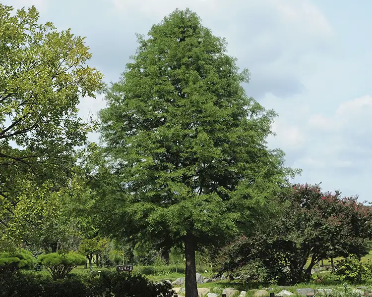 A mature Bald Cypress view block tree with a broad pyramidal canopy and lush green feathery foliage stands as a striking specimen in a landscaped park setting, available from Paul Tree Farms in Pleasant Plains, IL
