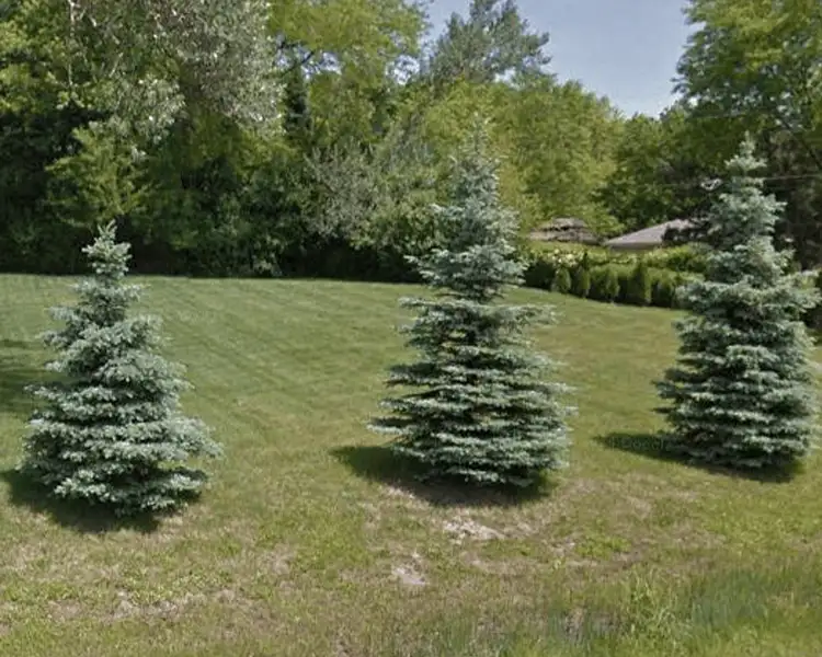 Three young Colorado Blue Spruce view block trees with silvery-blue needles grow in a spacious green lawn near a residential area, showcasing the classic conical form offered by Paul Tree Farms in Pleasant Plains, IL