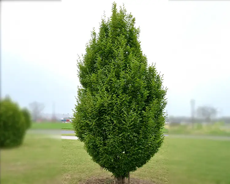 A compact, densely-foliaged European Hornbeam view block tree with a tight ovoid shape and rich green leaves stands alone against an overcast sky in an open field, a versatile shade tree available from Paul Tree Farms in Pleasant Plains, IL