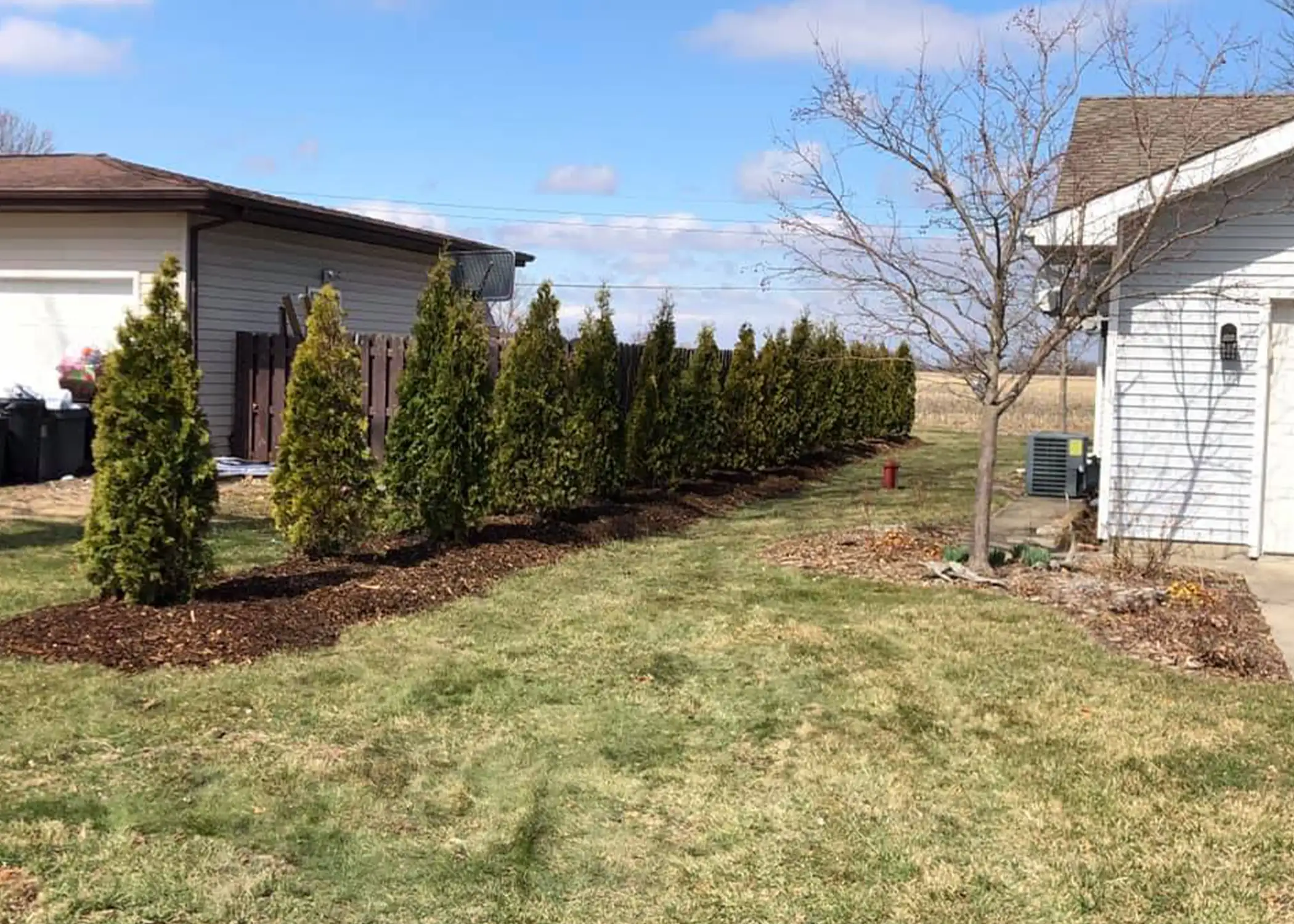 A long row of freshly planted Emerald Green Arborvitae view block trees lines a mulched bed between two homes, creating an instant privacy screen — a professional installation by Paul Tree Farms in Pleasant Plains, IL