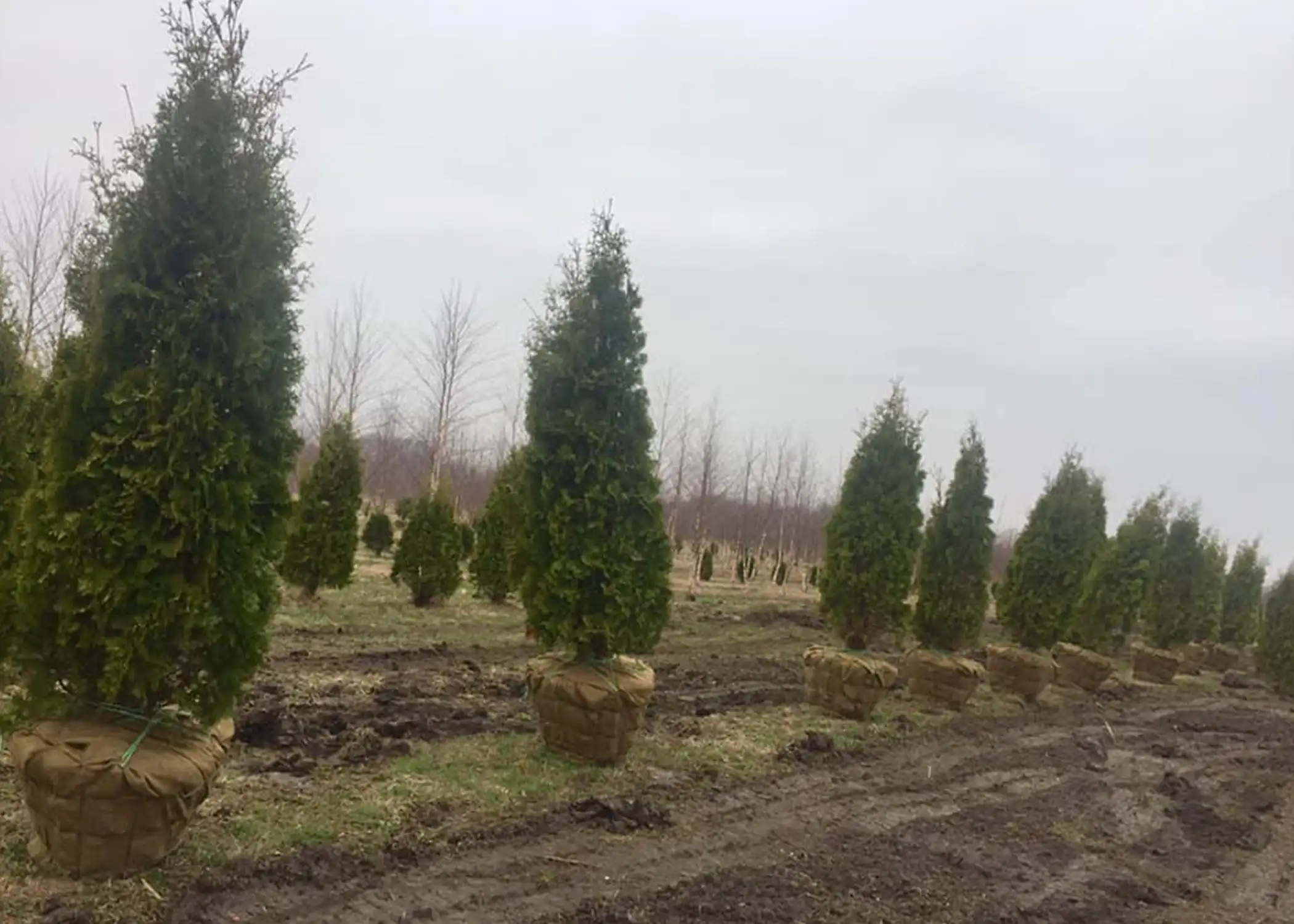Rows of tall, conical Arborvitae view block trees with burlap-wrapped root balls sit ready for transplanting at the nursery farm of Paul Tree Farms in Pleasant Plains, IL, on an overcast winter day