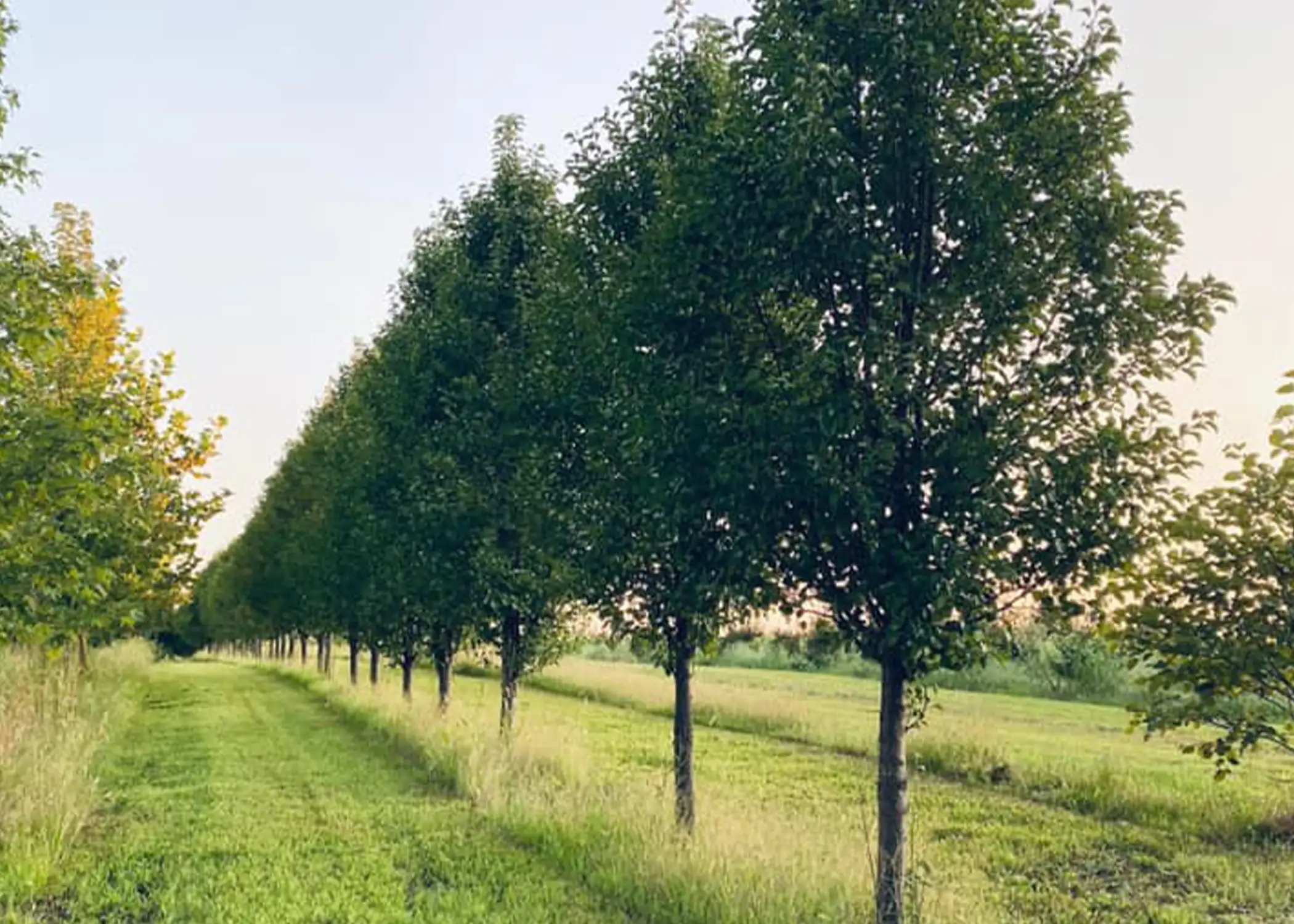 A long, evenly spaced row of mature deciduous view block trees lines a grassy farm path at golden hour, their rounded canopies forming a natural corridor — grown and sold by Paul Tree Farms in Pleasant Plains, IL