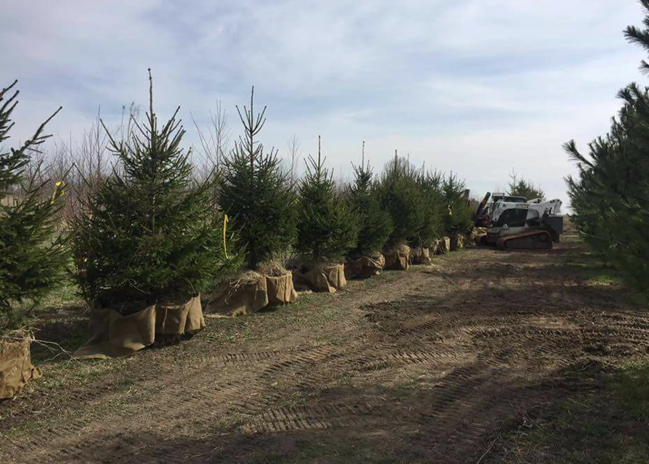 A row of Norway Spruce view block trees with burlap-wrapped root balls are lined up and ready for delivery beside a tracked skid steer loader at Paul Tree Farms in Pleasant Plains, IL