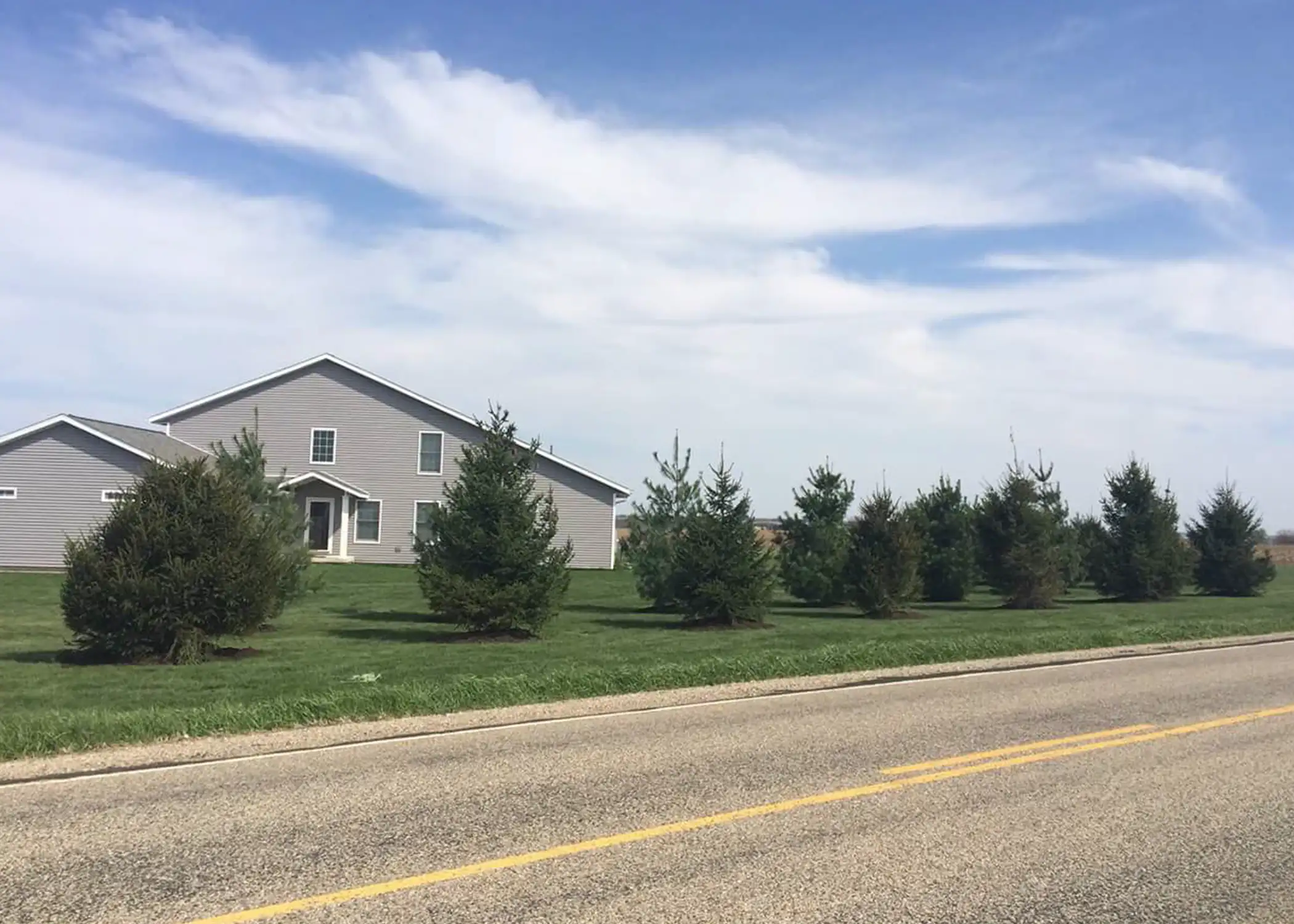 A staggered row of young Norway Spruce view block trees forms a windbreak along a rural highway in front of a two-story farm home, demonstrating the screening potential of conifers planted by Paul Tree Farms in Pleasant Plains, IL