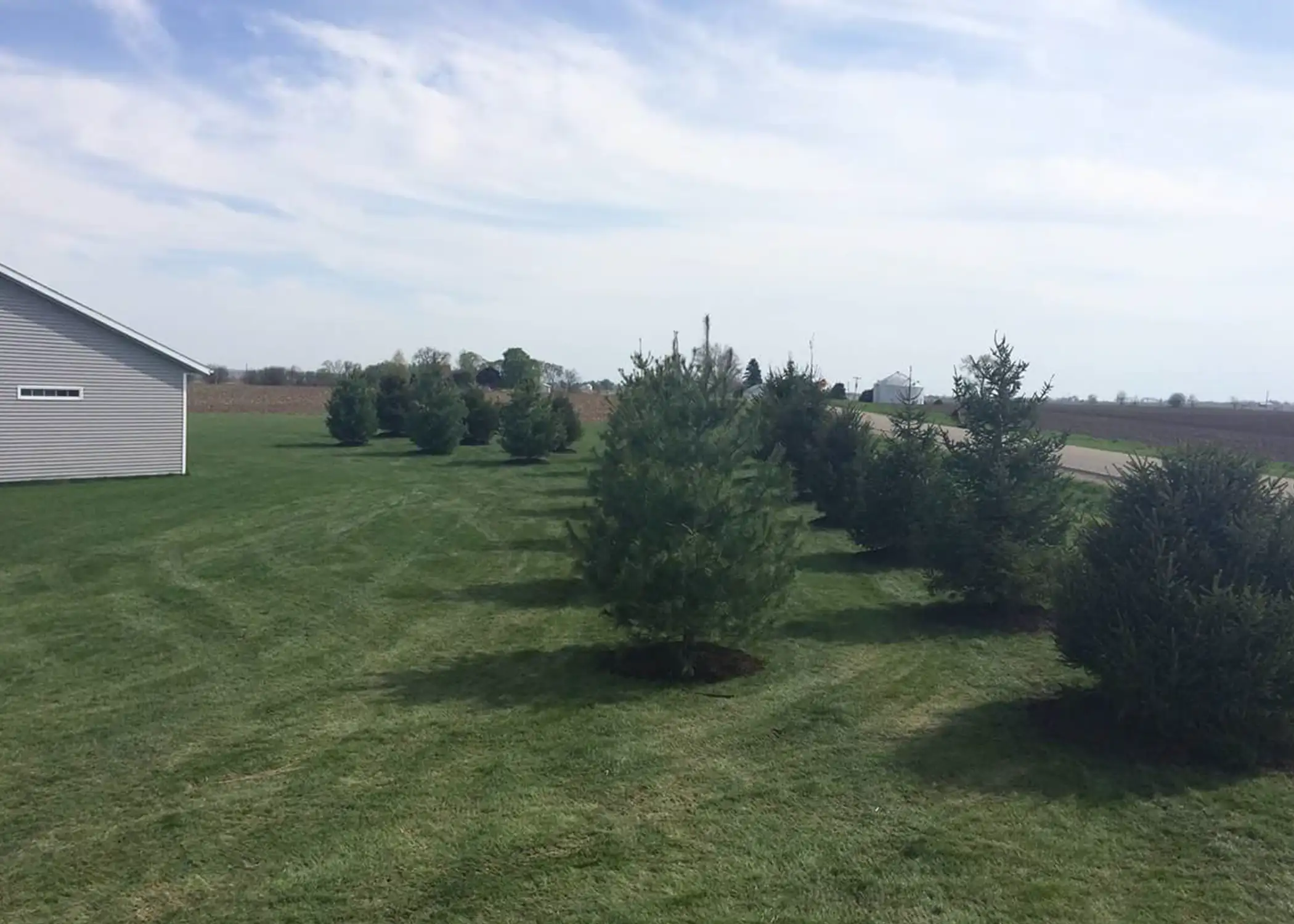 A mix of young White Pine and Norway Spruce view block trees are planted in an alternating row beside a pole barn in a wide-open rural setting, providing a growing windbreak — installed by Paul Tree Farms in Pleasant Plains, IL