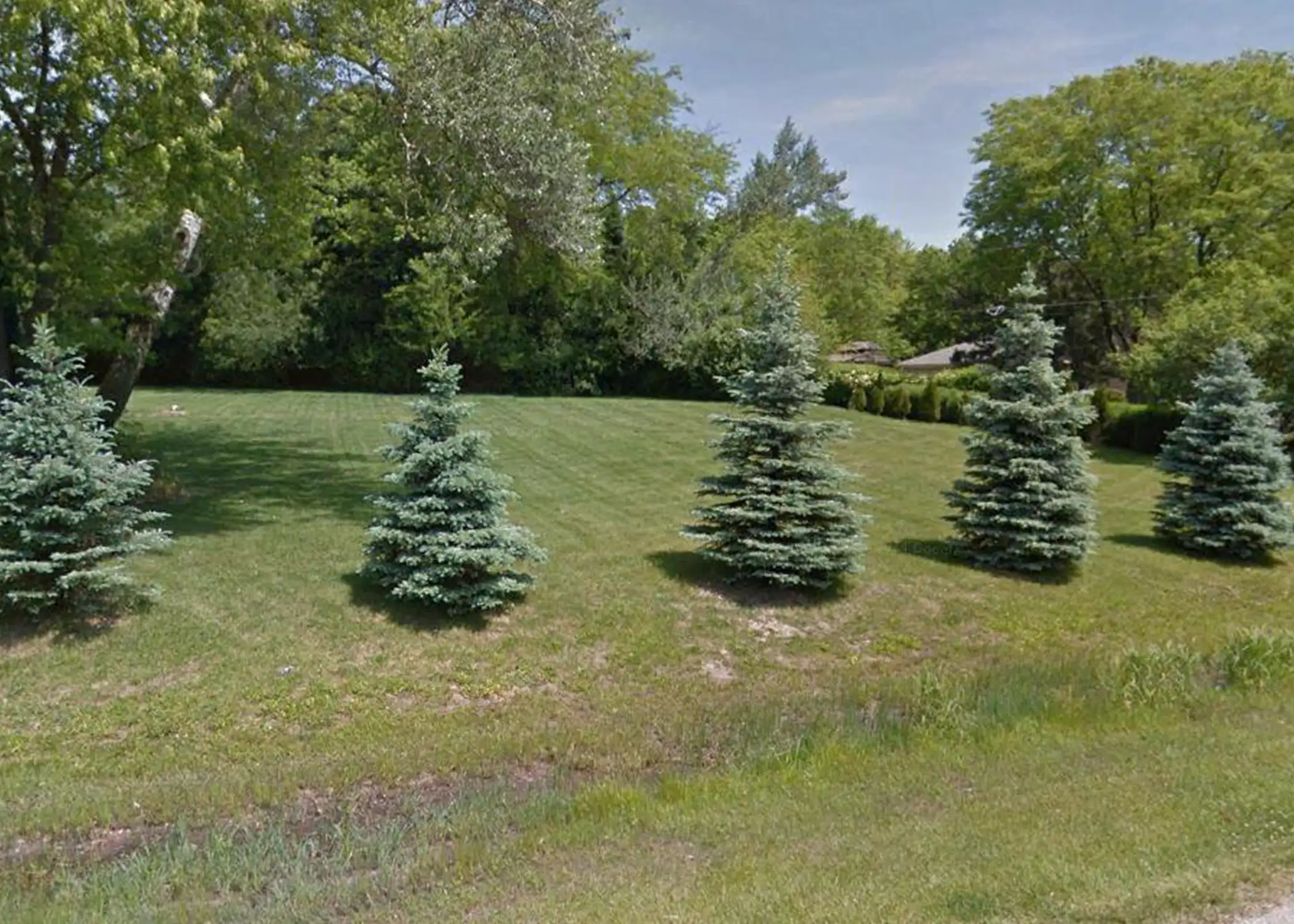 Four Colorado Blue Spruce view block trees with distinctive silvery-blue foliage are spaced across a sloped green lawn bordered by mature hardwoods — a specimen planting sourced from Paul Tree Farms in Pleasant Plains, IL