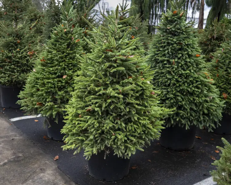 Potted Norway Spruce view block trees with dense, dark-green layered branches and fresh new growth tips sit in black nursery containers, ready for purchase at Paul Tree Farms in Pleasant Plains, IL