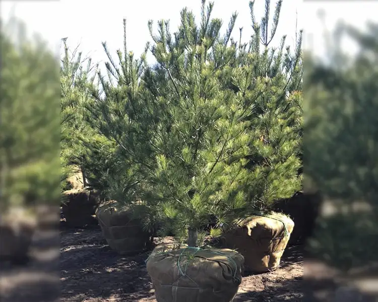 A White Pine view block tree with long, soft, blue-green needle clusters grows in a burlap-wrapped root ball at the nursery of Paul Tree Farms in Pleasant Plains, IL, surrounded by additional field-grown pines