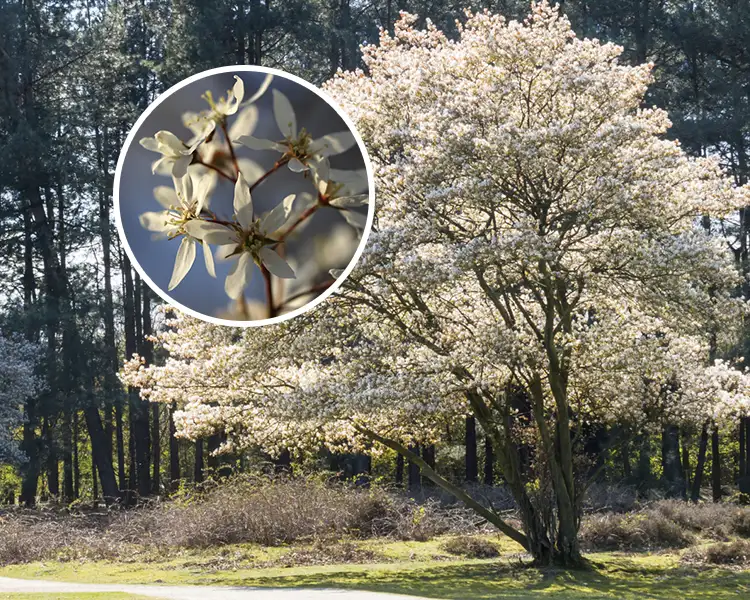 Paul Tree Farms Pleasant Plains IL - Amelanchier Autumn Brilliance serviceberry tree in full bloom with a canopy of delicate white flowers, with a circular inset showing a close-up of the star-shaped white blossoms