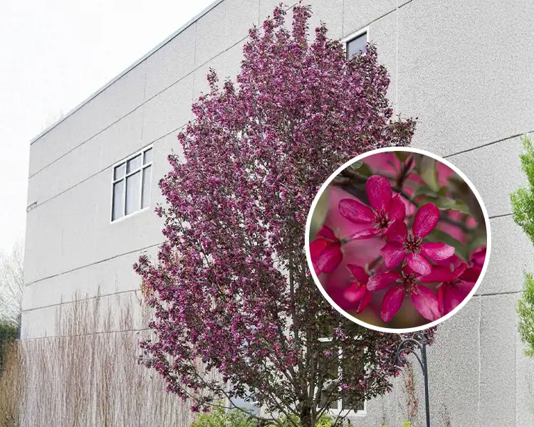 Paul Tree Farms Pleasant Plains IL - Gladiator crabapple tree in full bloom with deep rose-purple flowers and dark burgundy foliage against a modern building exterior, with a circular inset showing a close-up of the vivid magenta-red blossoms