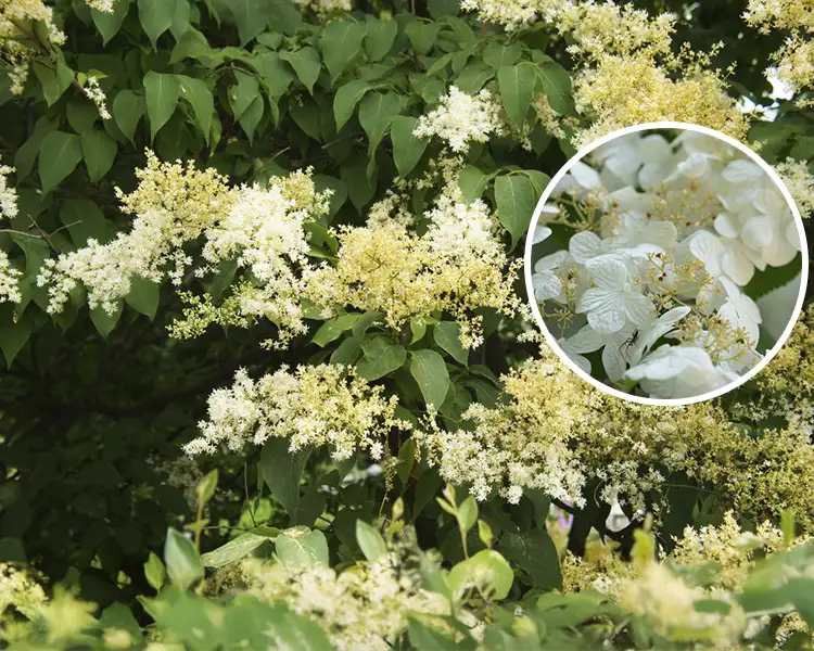 Paul Tree Farms Pleasant Plains IL - Ivory Silk Japanese tree lilac in full bloom with large creamy-white flower panicles among deep green heart-shaped leaves, with a circular inset showing a close-up of the densely clustered white florets