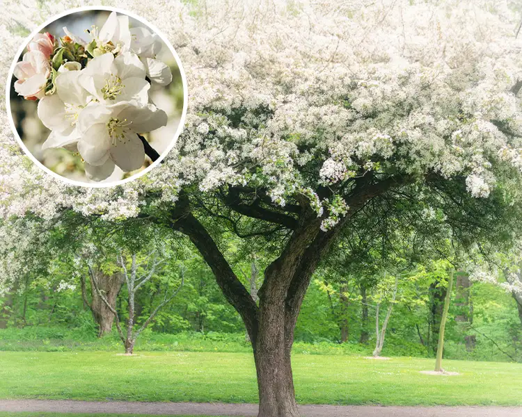 Paul Tree Farms Pleasant Plains IL - Spring Snow crabapple tree in full bloom with a broad, spreading canopy of white flowers and a dramatic multi-trunk form in a park landscape, with a circular inset showing a close-up of the white blossoms with pink-tipped buds