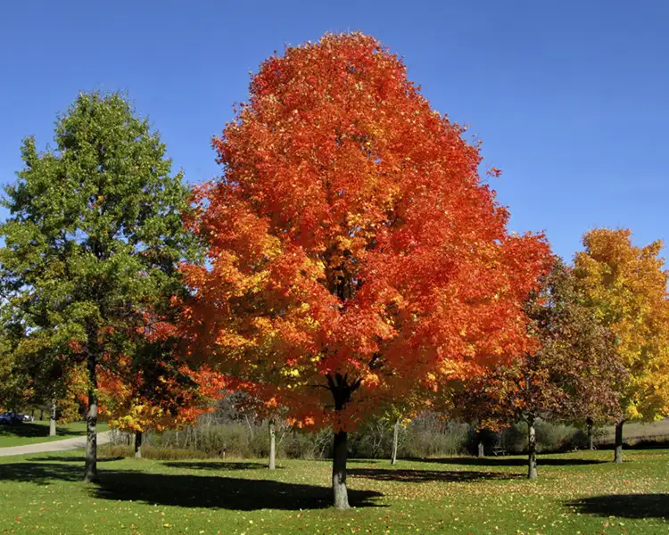 Paul Tree Farms Pleasant Plains IL - A Green Mountain sugar maple tree with a broad full canopy displaying vivid orange and red fall foliage in a park lawn setting, flanked by a green tree and a golden-yellow tree against a clear blue sky